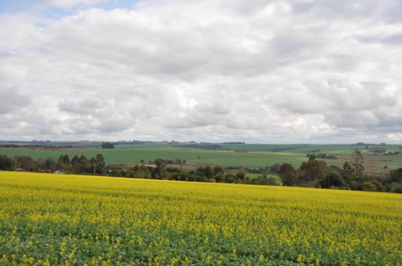 Plantações floridas embelezam a estrad paraguaia entre Santa Rita e Trinidad, no sul do país